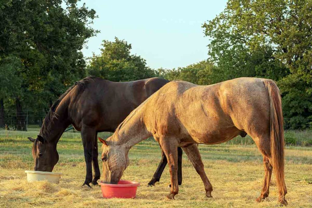 an older gray horse and a black horse eat meals out of buckets in their field at dusk.