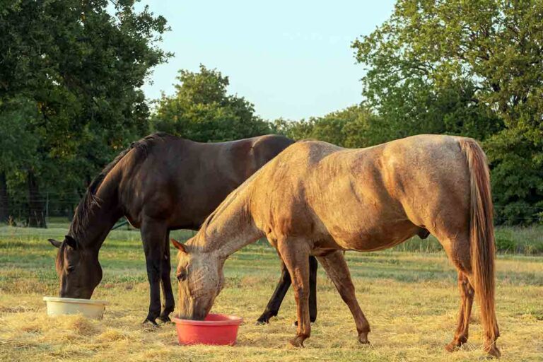 an older gray horse and a black horse eat meals out of buckets in their field at dusk.