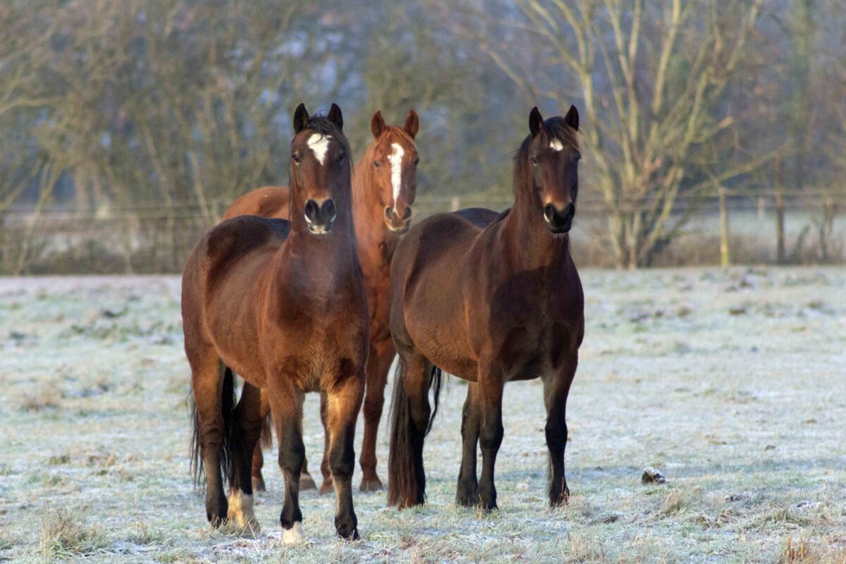 three bay ponies in a field on a frosty spring morning for a guide about how to care for horses during sudden spring weather changes