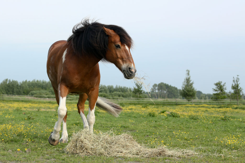 A food aggressive paint horse guards his pile of hay in the pasture