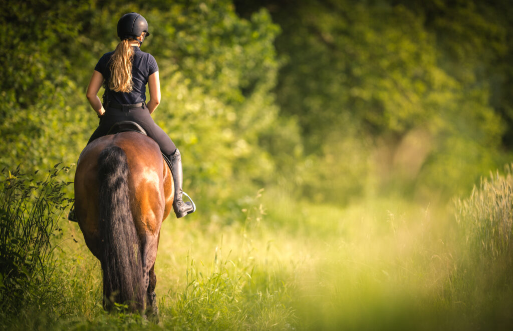 A bay horse benefits from being ridden outside the arena in a field of tall green grass