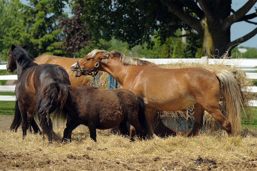 A chestnut horse shows food aggression toward two bay ponies near a round bale of hay