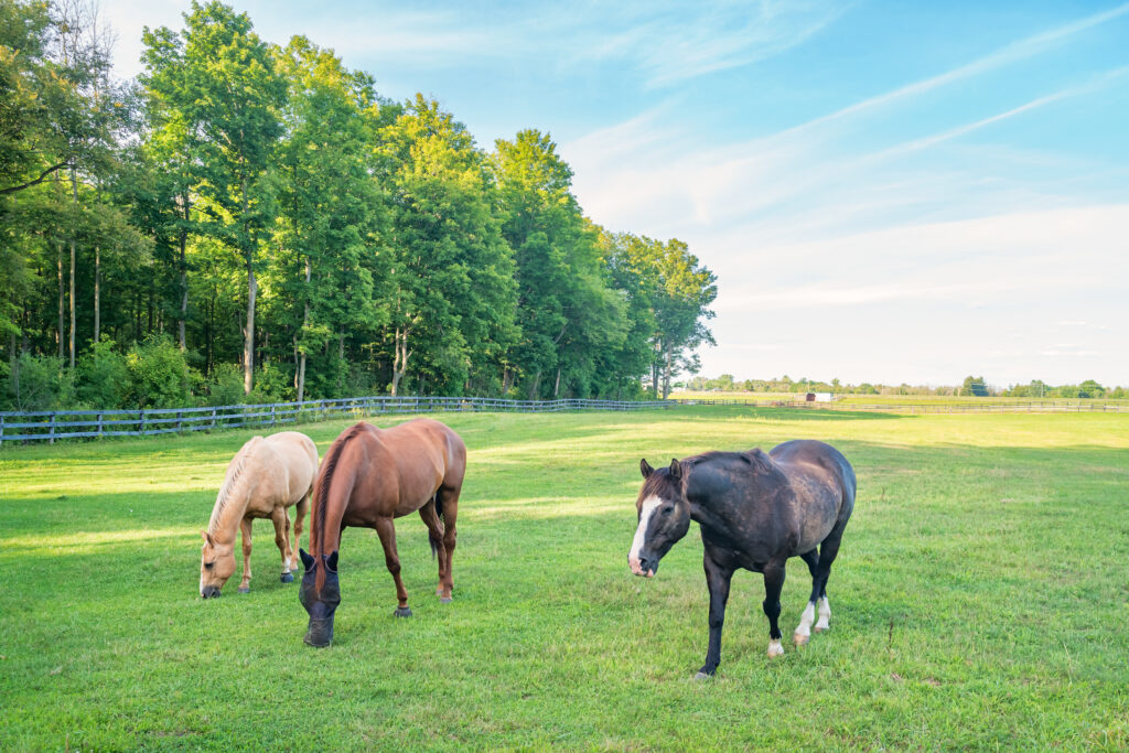 three horses in a field in spring or summer