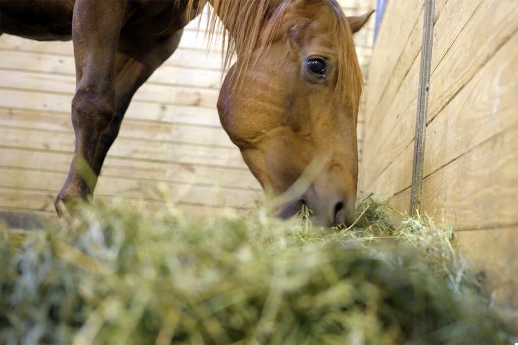 hay testing for horses is important for determining nutrient value and creating a balanced diet. Here a chestnut horse eats hayt in a stall.