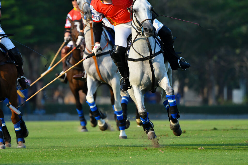 what to feed a hard-working horse like this gray polo pony during a polo match