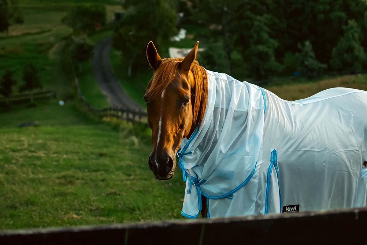A chestnut horse wearing a mesh fly sheet in a field