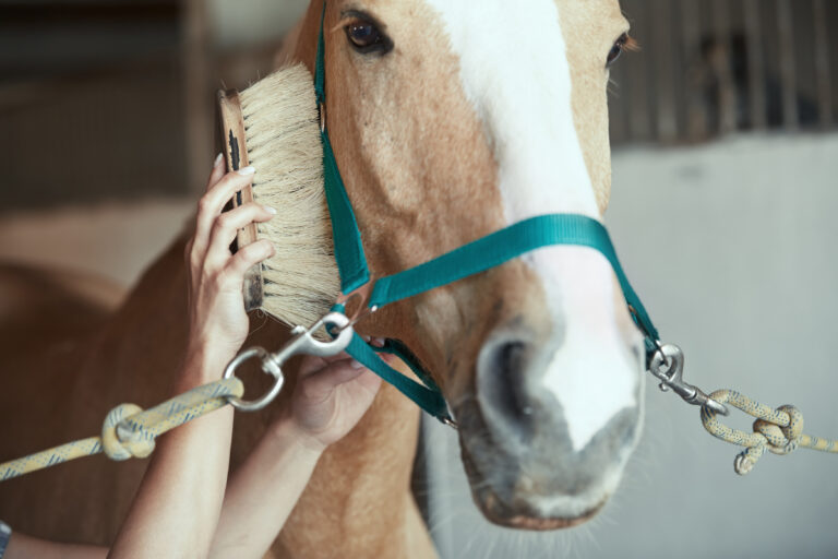 close up of a person's hand holding a brush and brushing the side of a palomino horse's face.