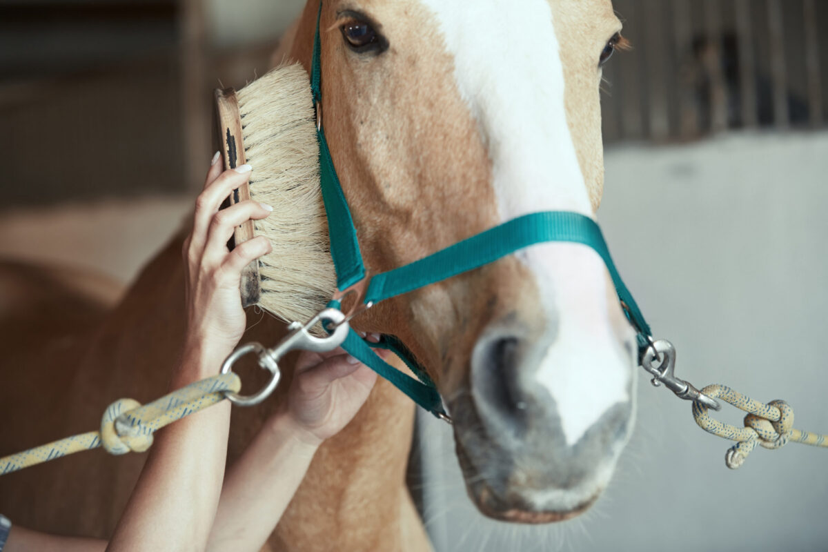 close up of a person's hand holding a brush and brushing the side of a palomino horse's face.