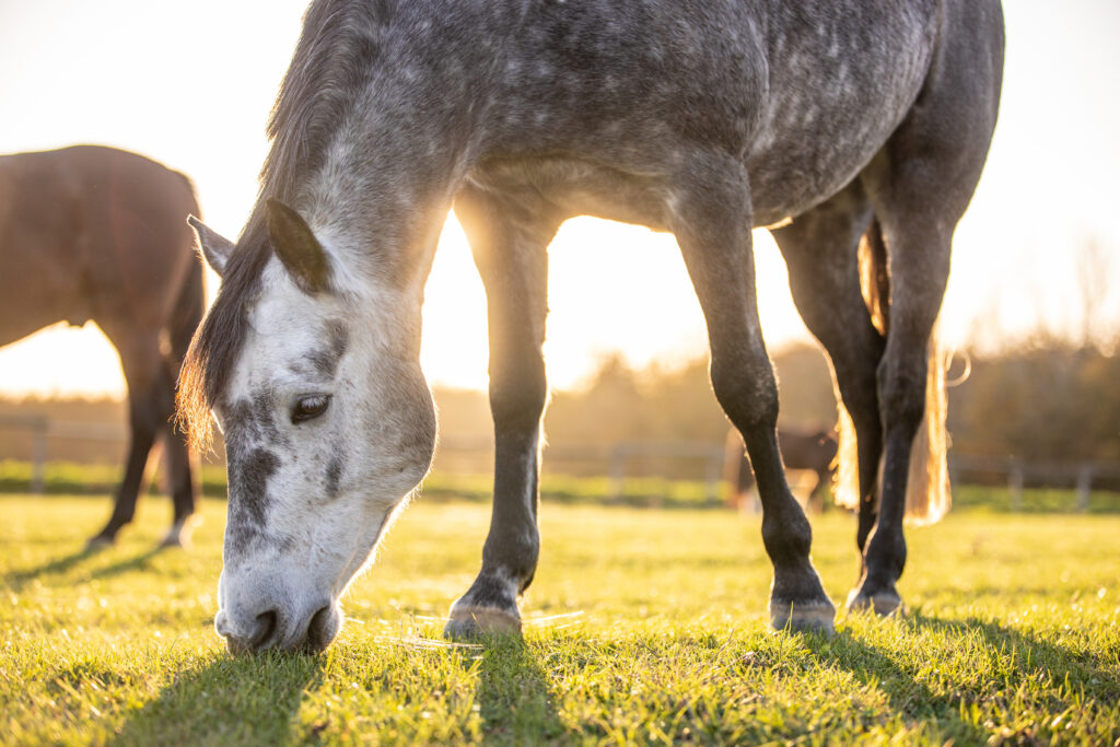 A dapple gray horse grazing in a pasture