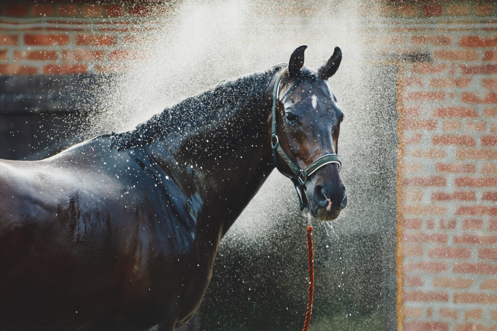 a dark bay horse gets a bath