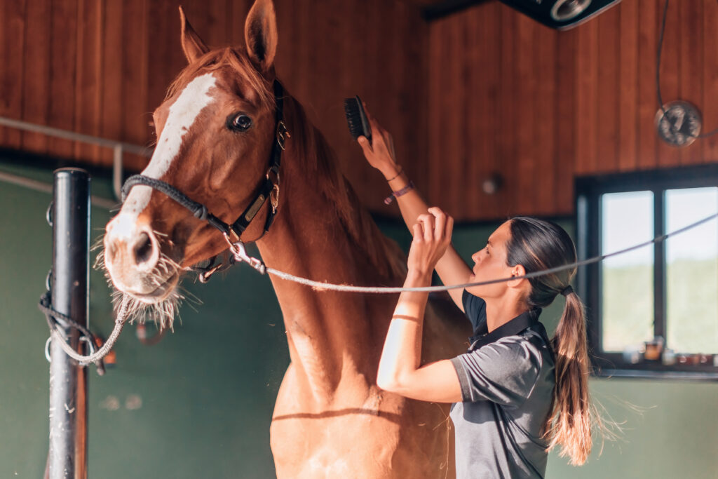 a woman grooms a chestnut horse in a grooming stall