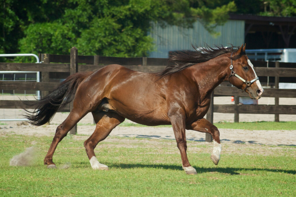a muscular chestnut quarter horse stallion running in a pasture