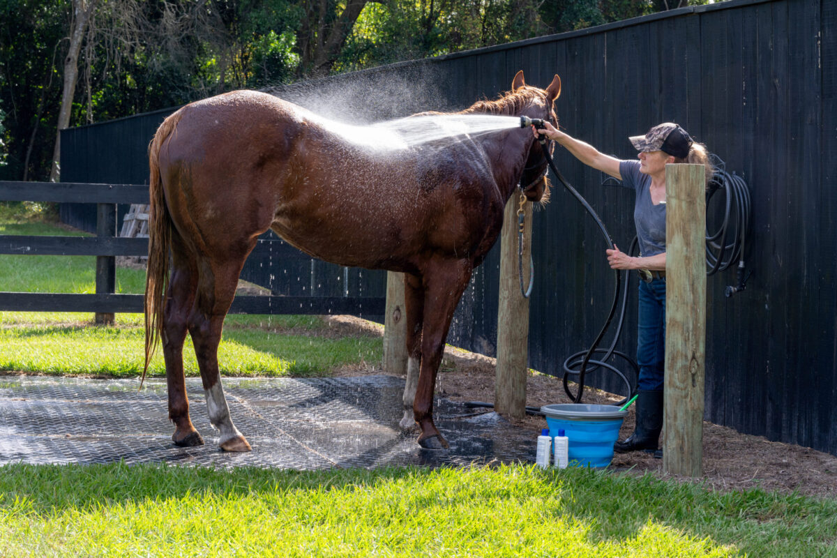 A woman bathes her chestnut horse in a wash stall in summer