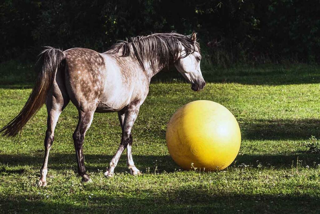 Environmental enrichment for horses. A gray Arabian horse plays with a yellow ball in the pasture.