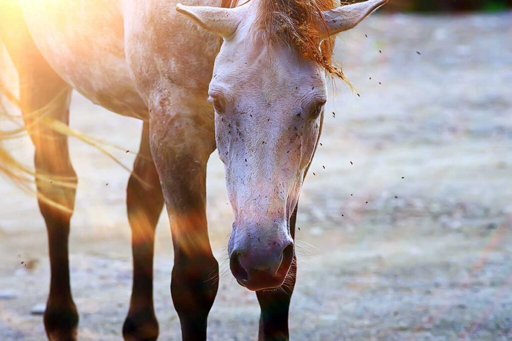 A gray horse is swarmed by flies, some of which might carry new world screwworm in horses