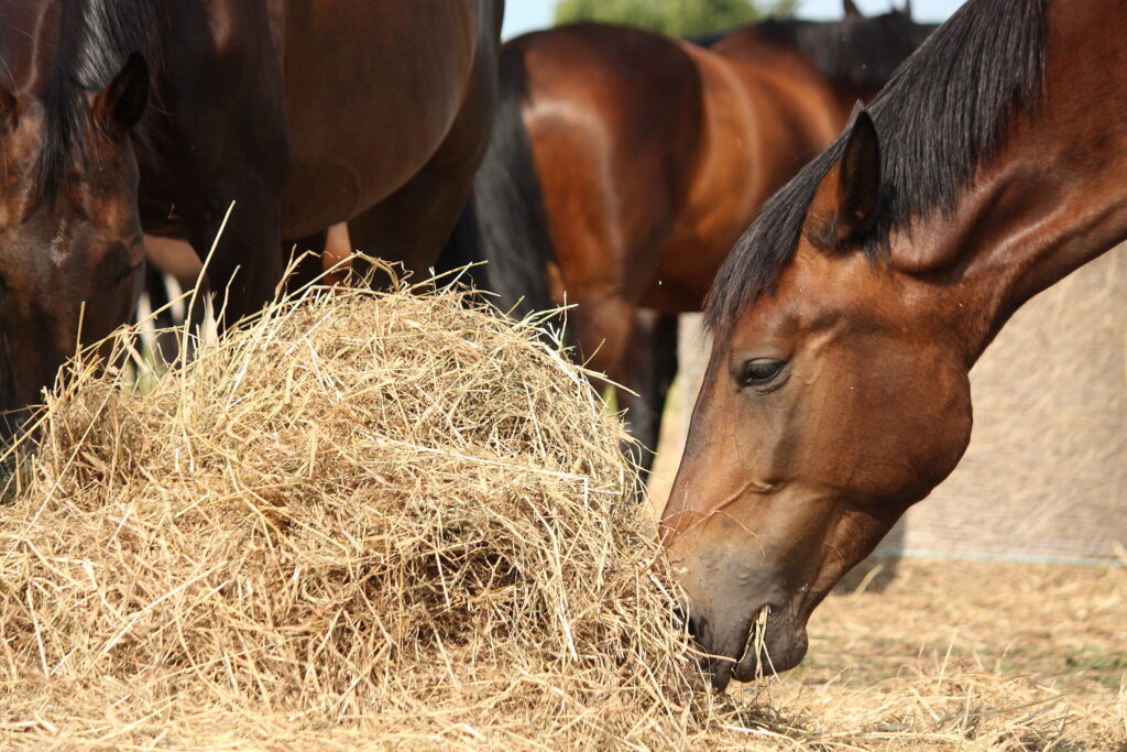 a bay horse eats hay in a paddock with other bay horses