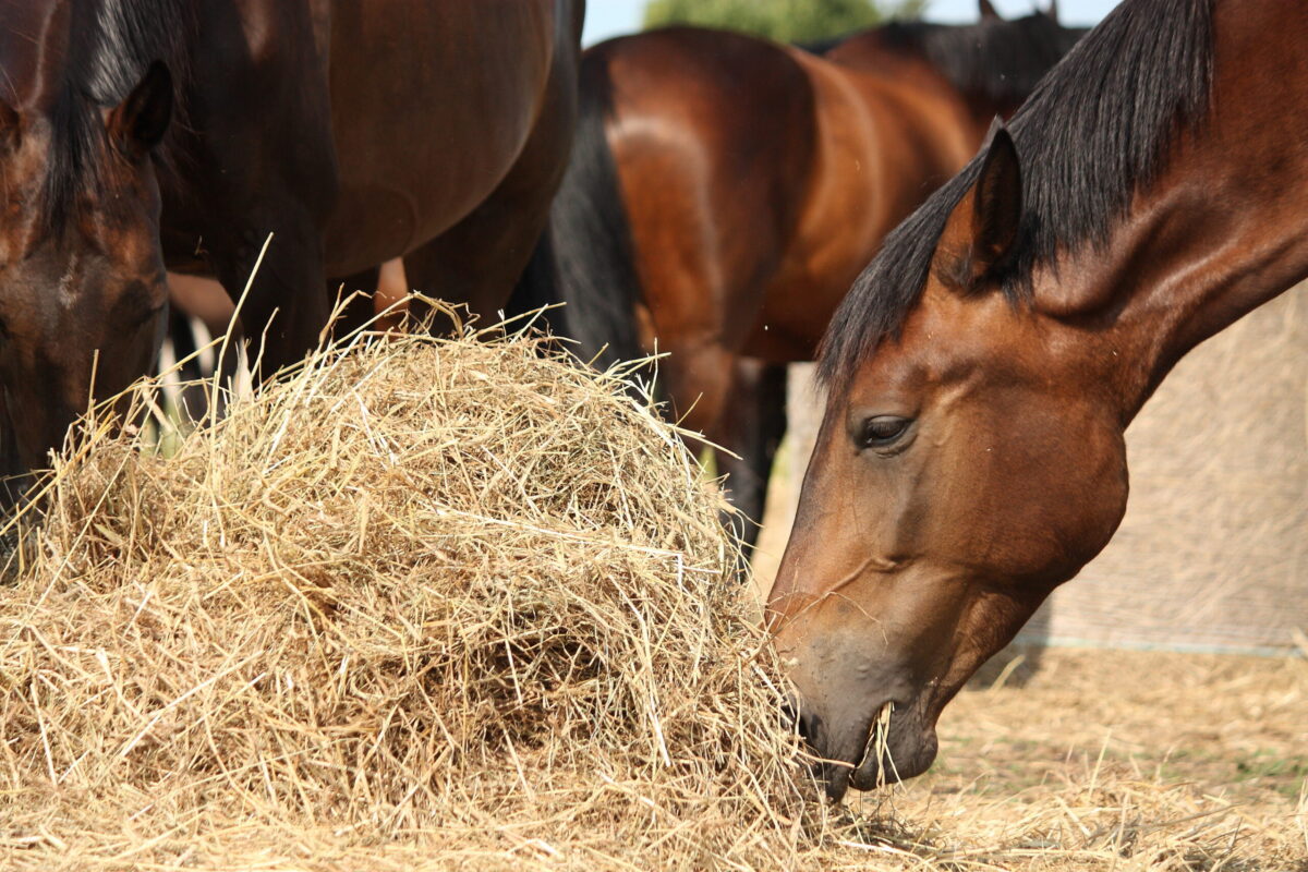 a bay horse eats hay in a paddock with other bay horses
