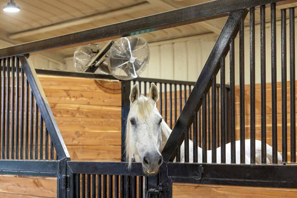 a gray horse stands in a stall with his head over the door and a fan in the background