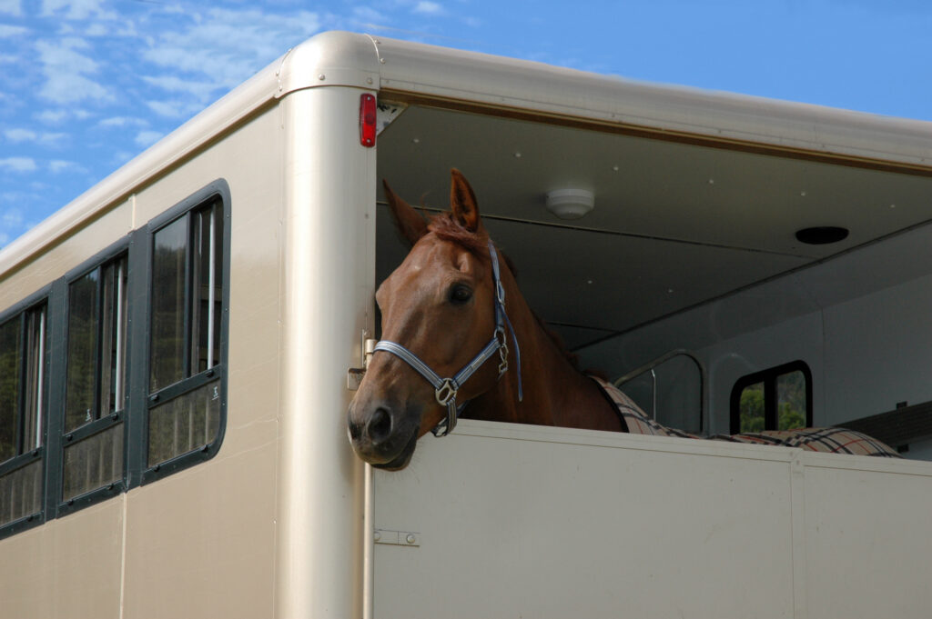 A chestnut horse looks out the back of a horse trailer, what to know before trailering a horse