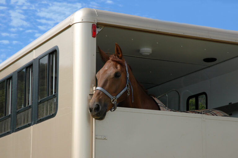 A chestnut horse looks out the back of a horse trailer, what to know before trailering a horse