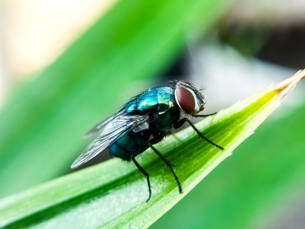 the New World screw worm fly, or screw-worm for short, is a species of parasitic fly that is well known for the way in which its larvae (maggots) eat the living tissue.