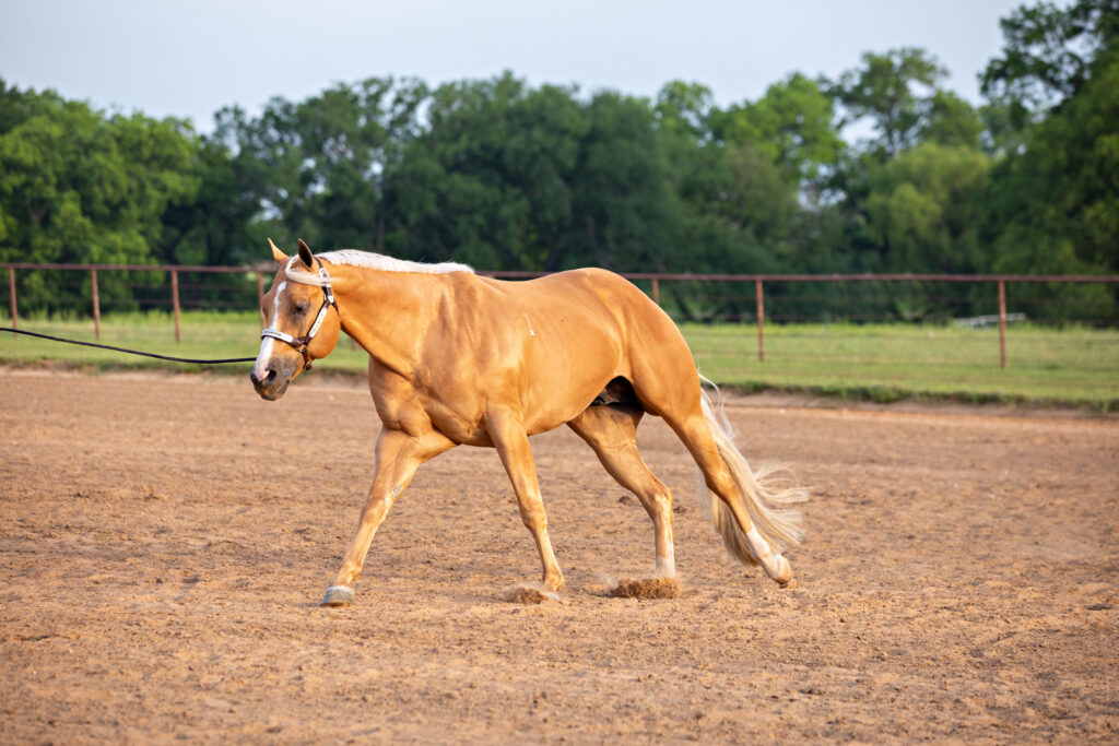 a palomino horse canters on a longe line in an arena