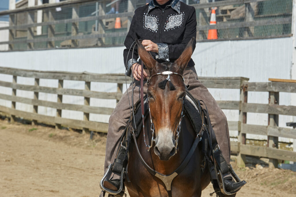 a mule being ridden in a western showmanship class