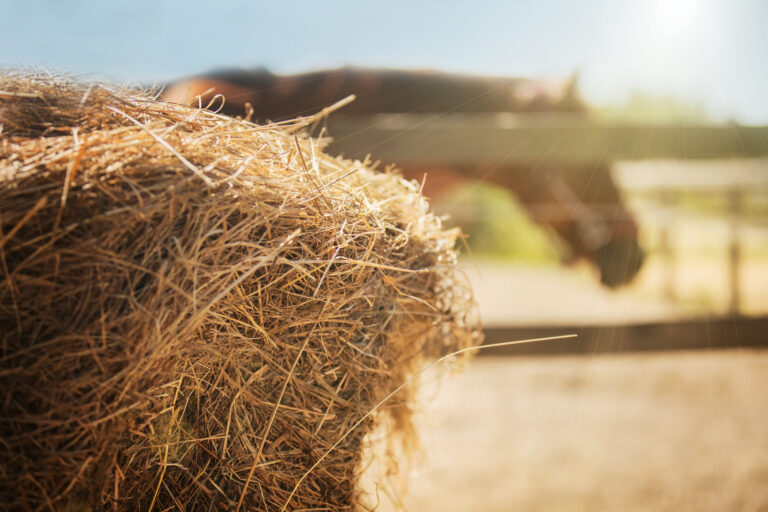Not sure when to buy hay for horses? Find out why experts recommend purchasing hay early to avoid shortages and rising prices.