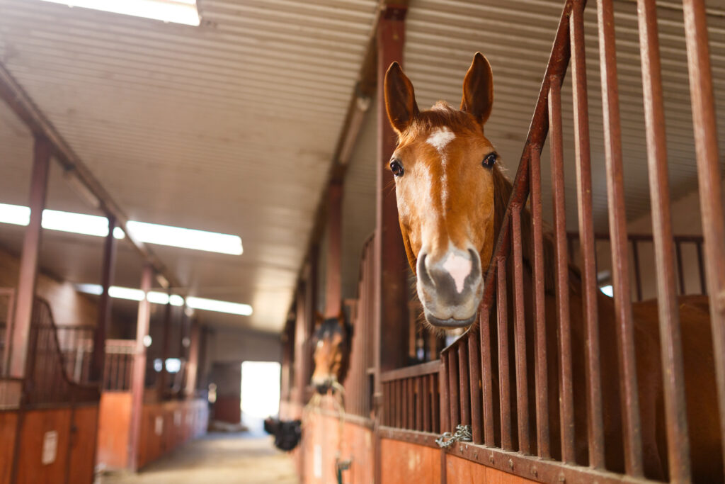 a chestnut horse looks over his stall door in a boarding barn