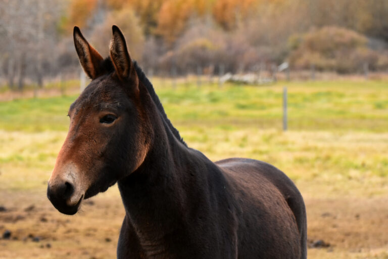A dark brown mule in an autumn field