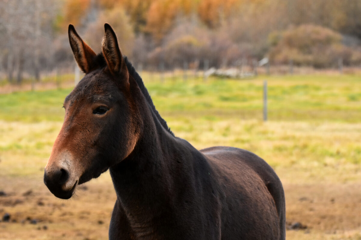 A dark brown mule in an autumn field