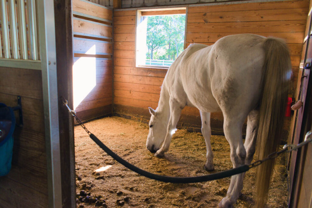 a gray horse eats his bedding in a stall in the stable