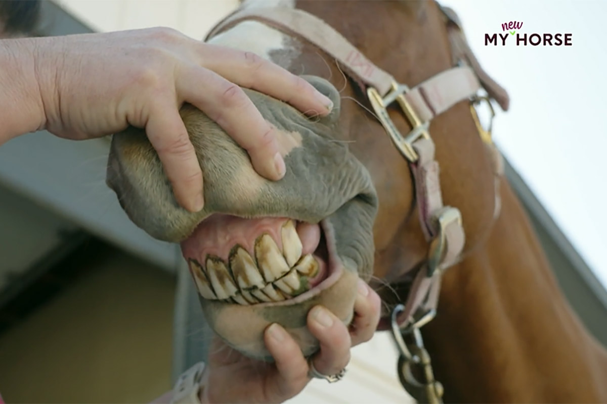 a veterinarian examines a chestnut horse's teeth