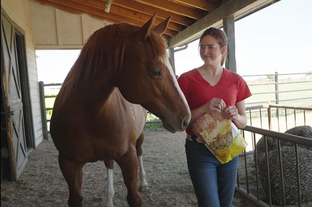 a woman in a red shirt opens a bag of horse treats to feed her chestnut horse