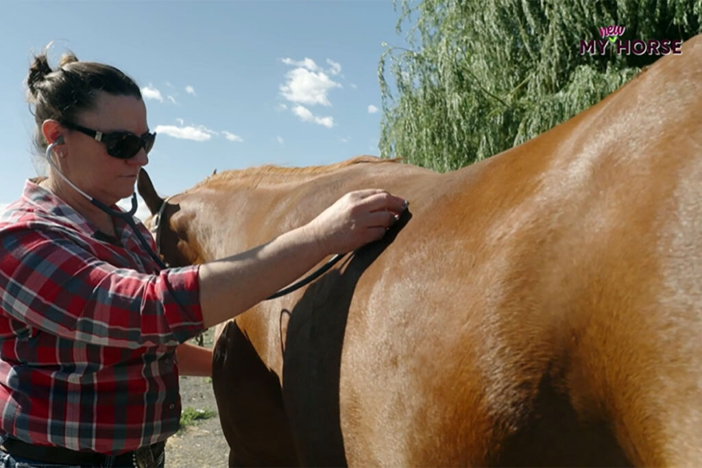 a veterinarian performs a physical exam on a chestnut mare horse, including listening to lung and gut sounds with a stethoscope