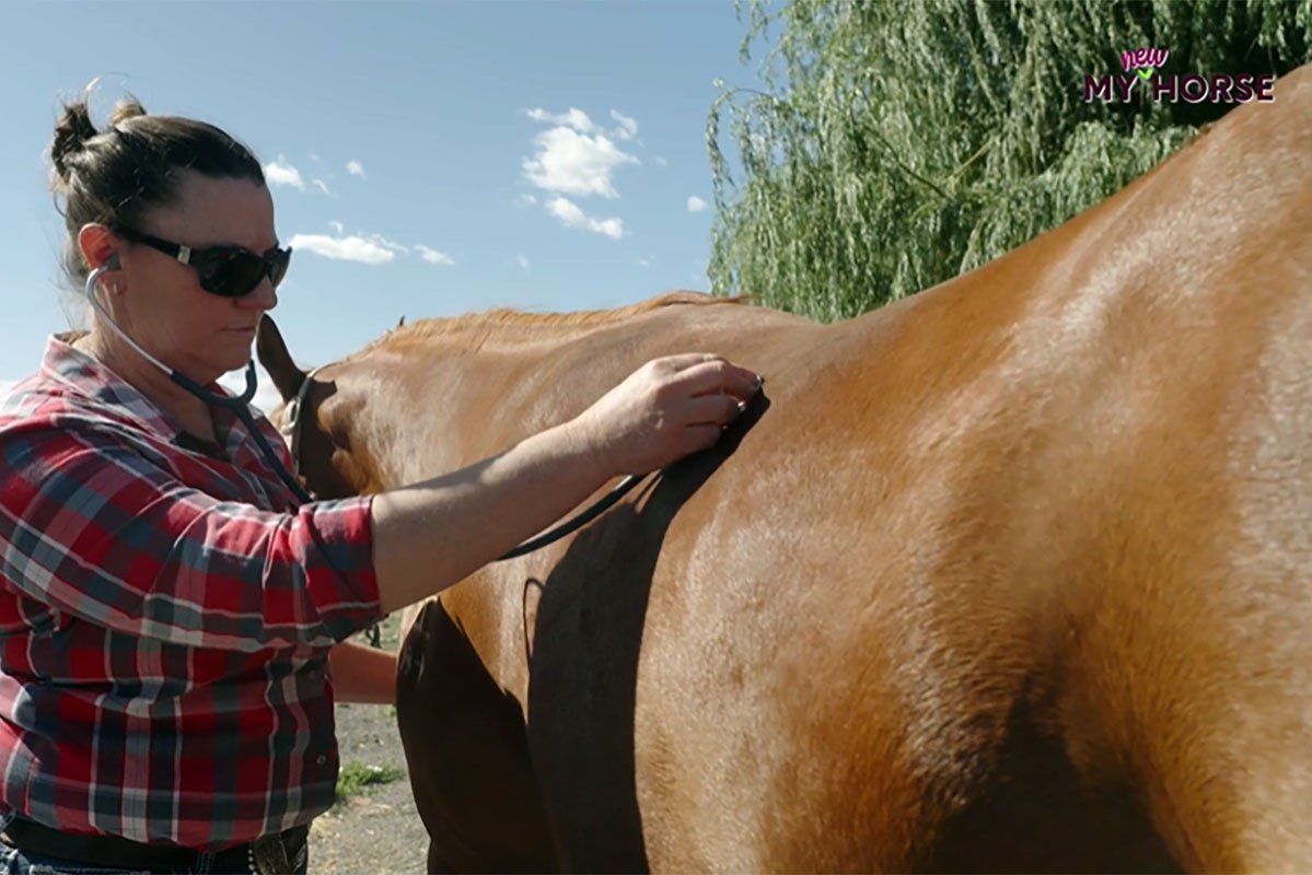 a veterinarian performs a physical exam on a chestnut mare horse, including listening to lung and gut sounds with a stethoscope
