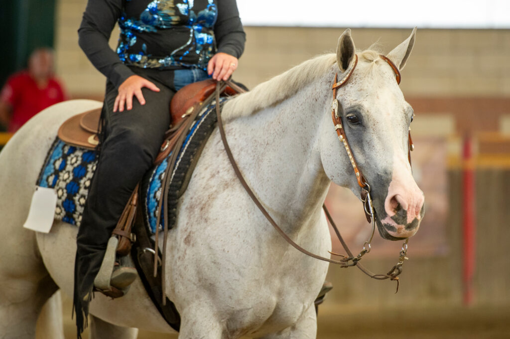 a western rider on a gray horse stands calmly in an arena