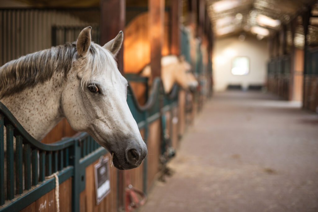 a gray horse in a stall hangs his head over the door