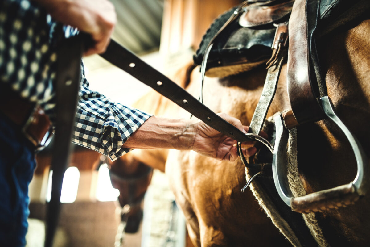 close-up tightening of a horse's cinch or girth
