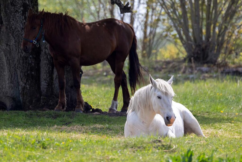 can horses get sunburned? horses with unpigmented skin are at risk of sunburn.