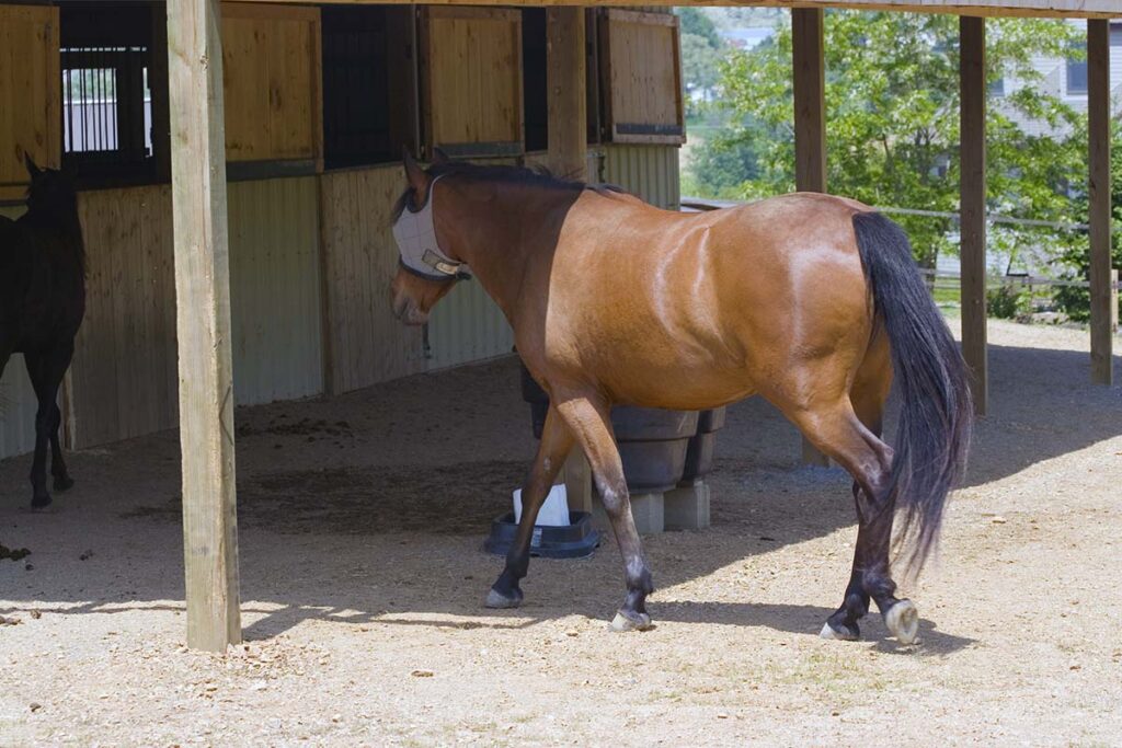 A bay horse walks into the shade of the barn or shelter in his paddock