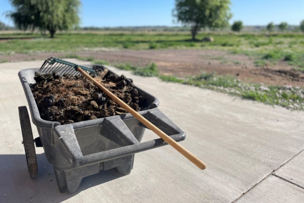 How often does a horse poop? A wheelbarrow full of horse manure with a pitchfork on top.