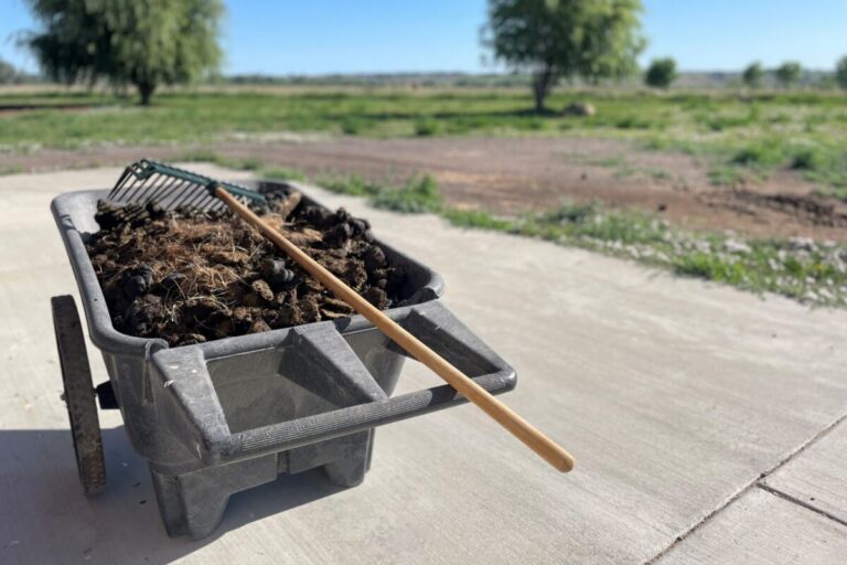 How often does a horse poop? A wheelbarrow full of horse manure with a pitchfork on top.