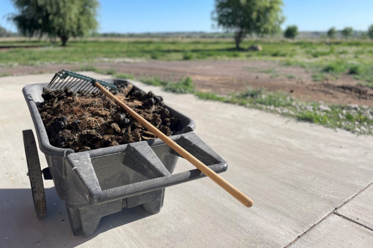 How often does a horse poop? A wheelbarrow full of horse manure with a pitchfork on top.