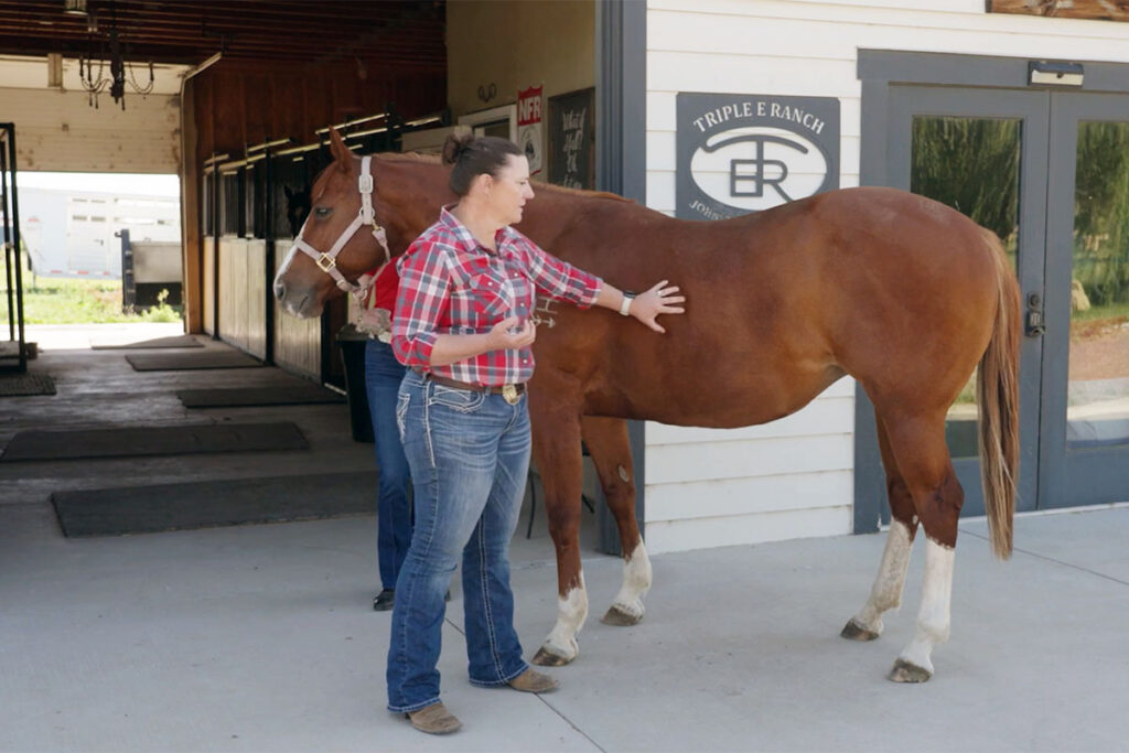 a veterinarian assesses a chestnut horse's body condition