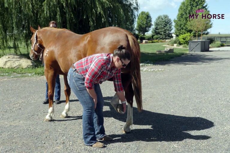 How to Safely Pick Up Your Horse’s Hooves