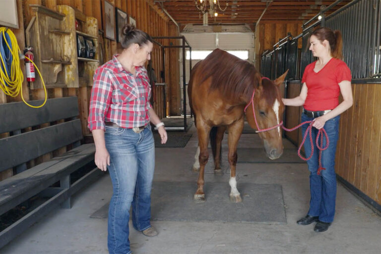 How Often Does My Horse Need to See the Vet?
