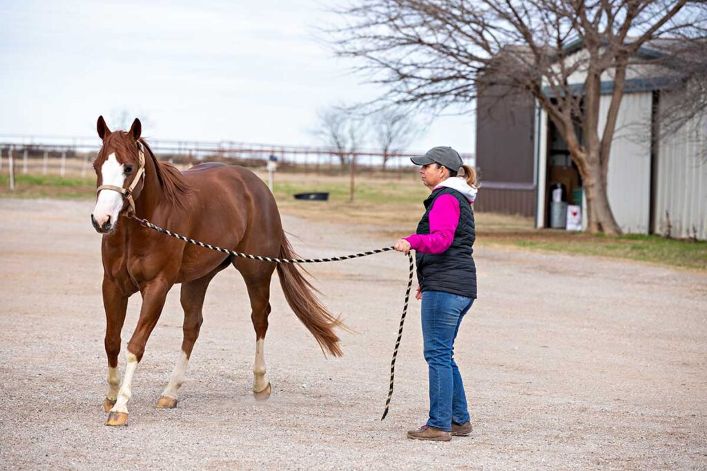 a woman jogs a chestnut horse for soundness on a hard surface
