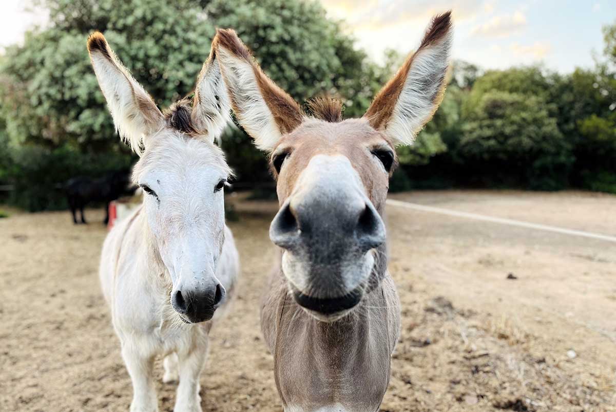 two donkeys in a paddock showing mule and donkey body language and behavior