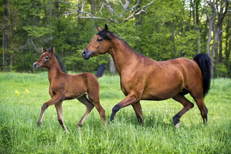 What to Know Before Breeding Your Horse 